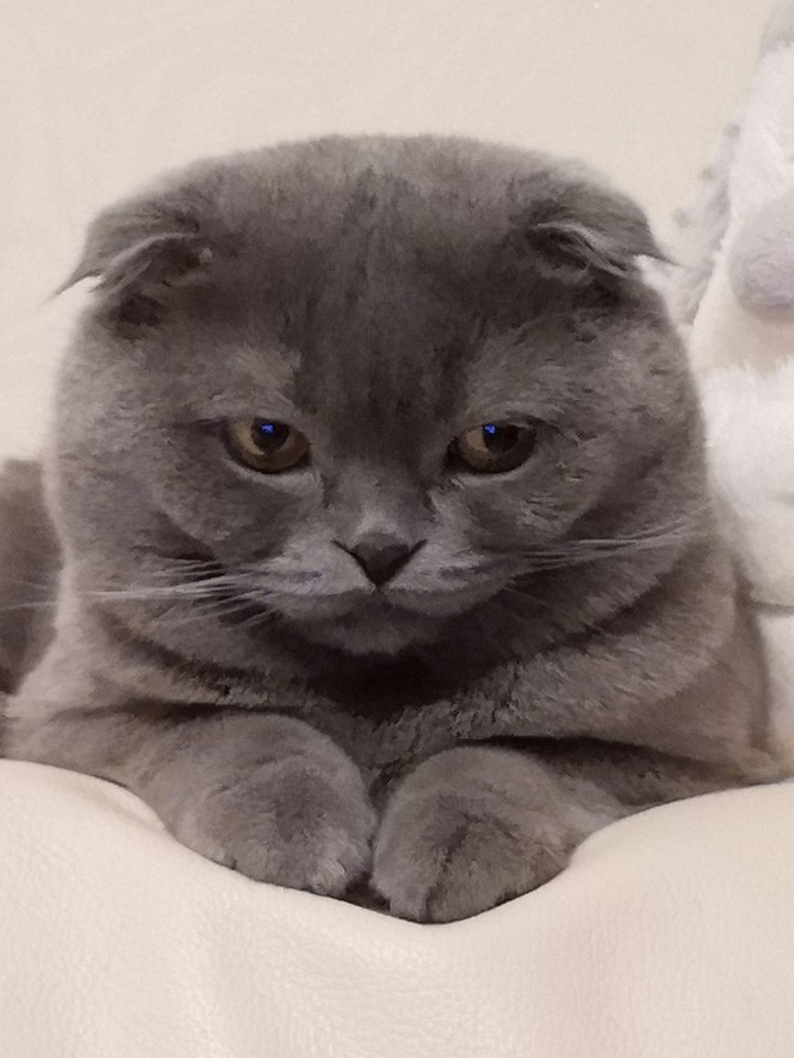 милый котик