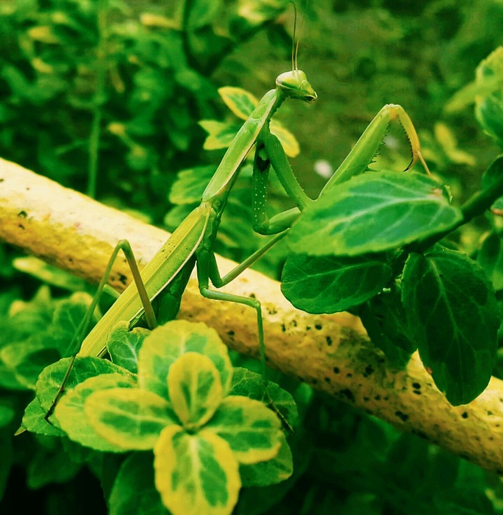 locusts