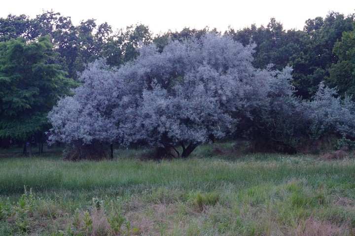A purple tree