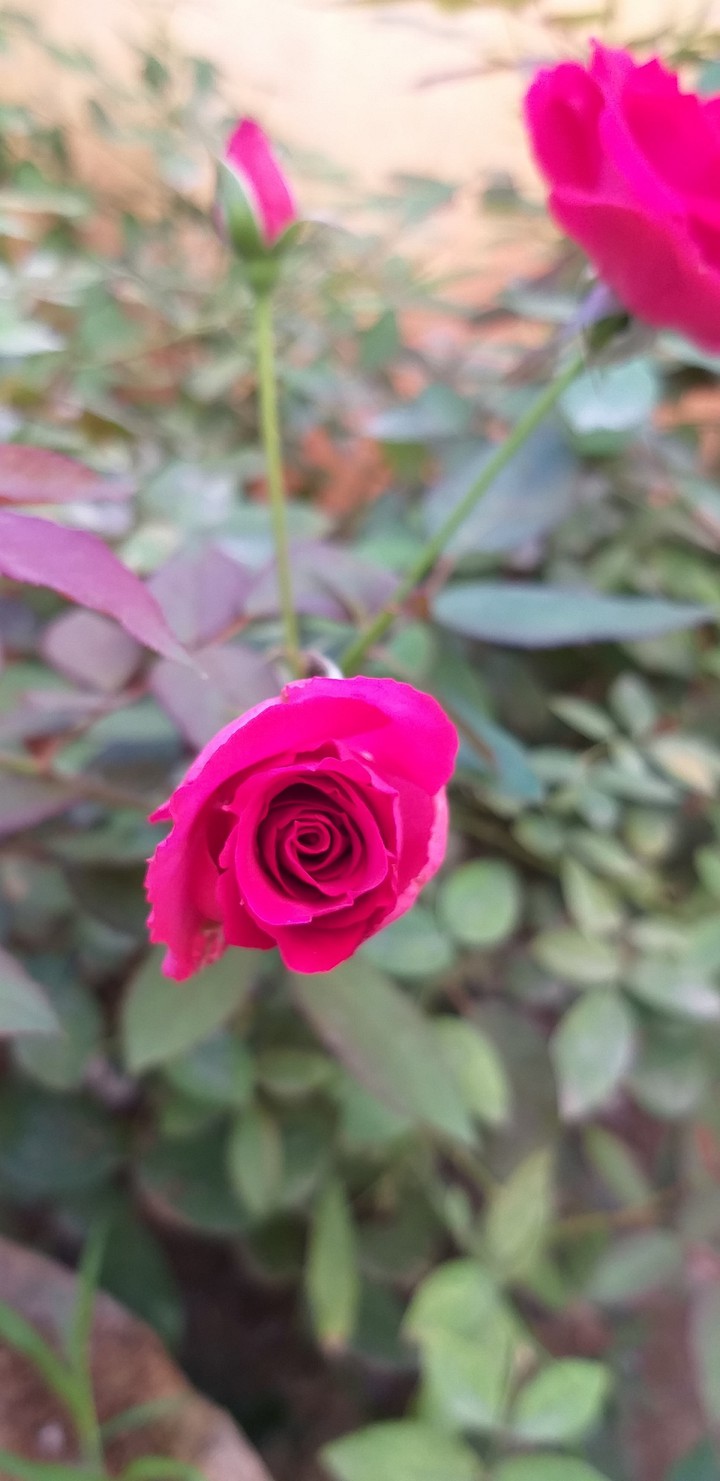 rose