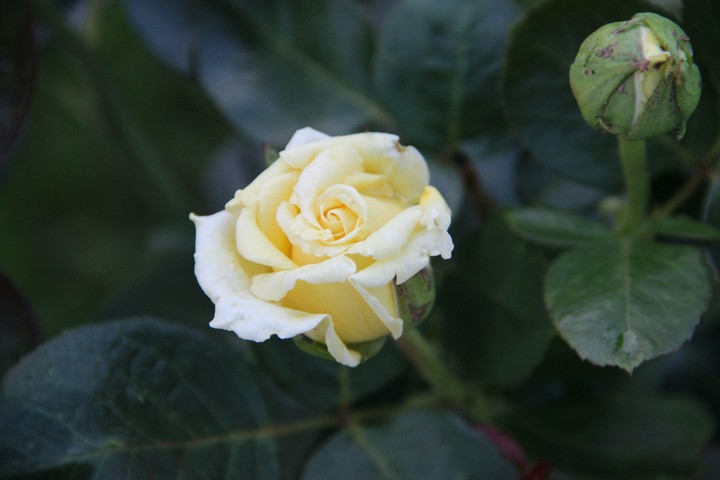 Rose (yellow)