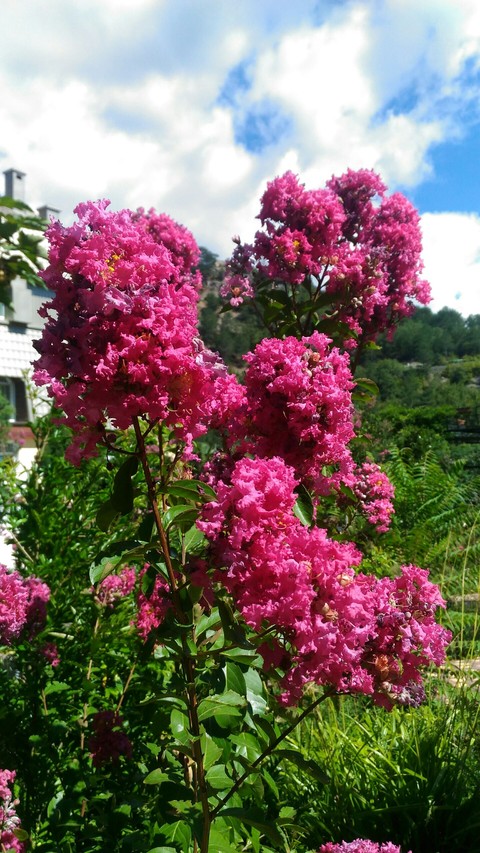 flower, beautiful háttérképek