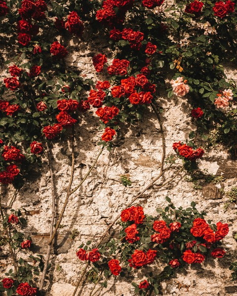 fondos de pantalla geraniales, geraniums
