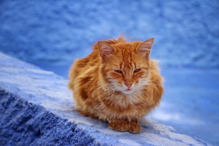 Cat Red Sits