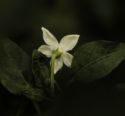 ταπετσαρίες flower, pedicel