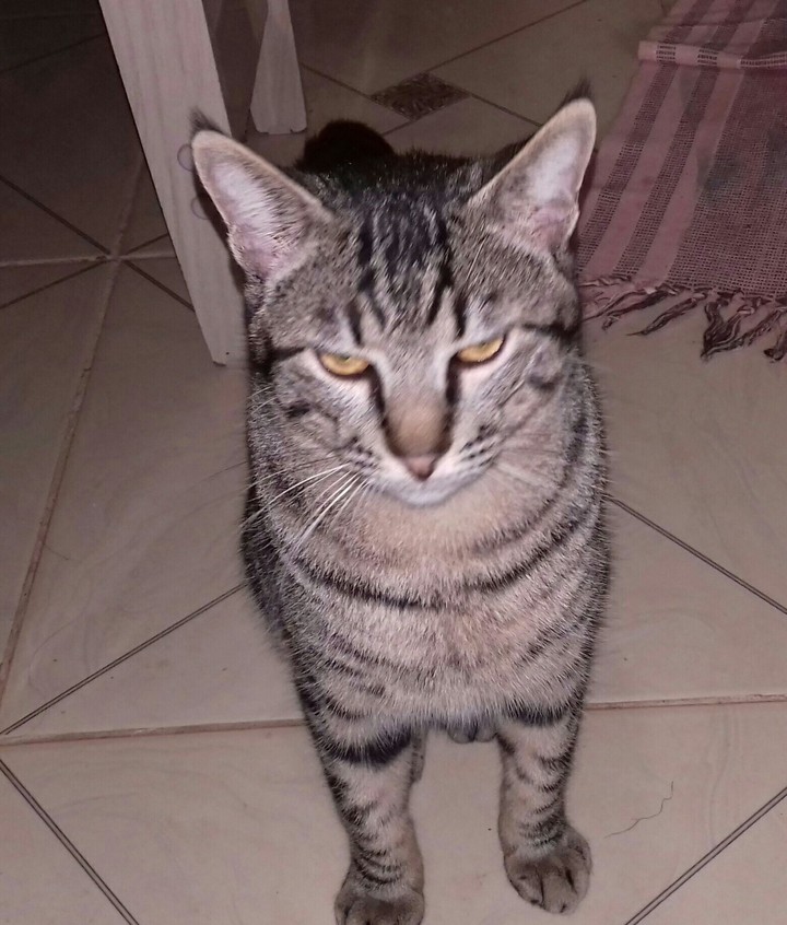 #Cat
