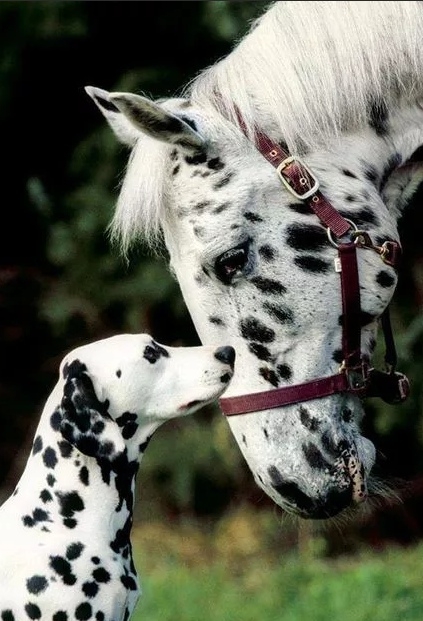 horse