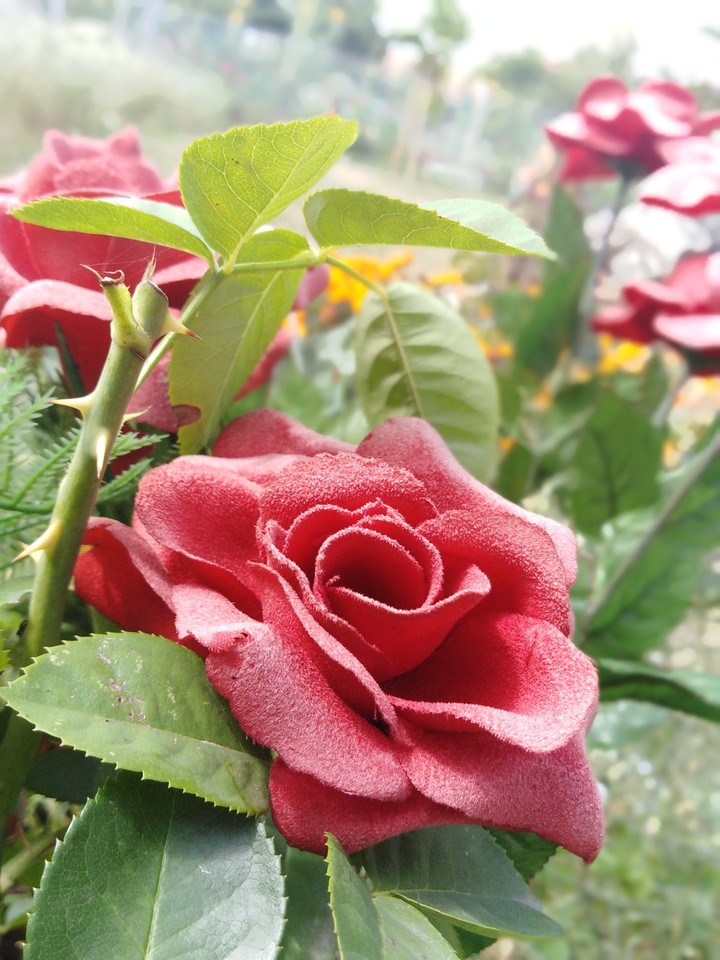 Rose
