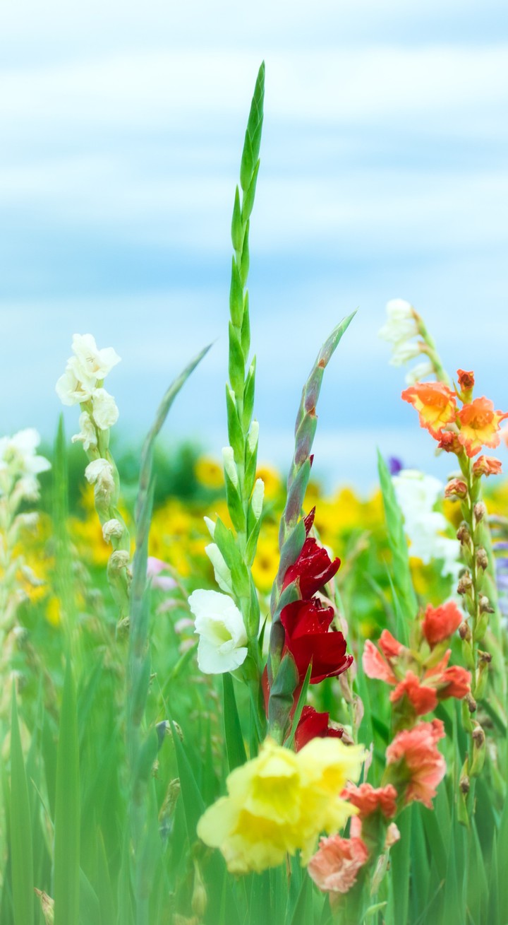 Gladiole