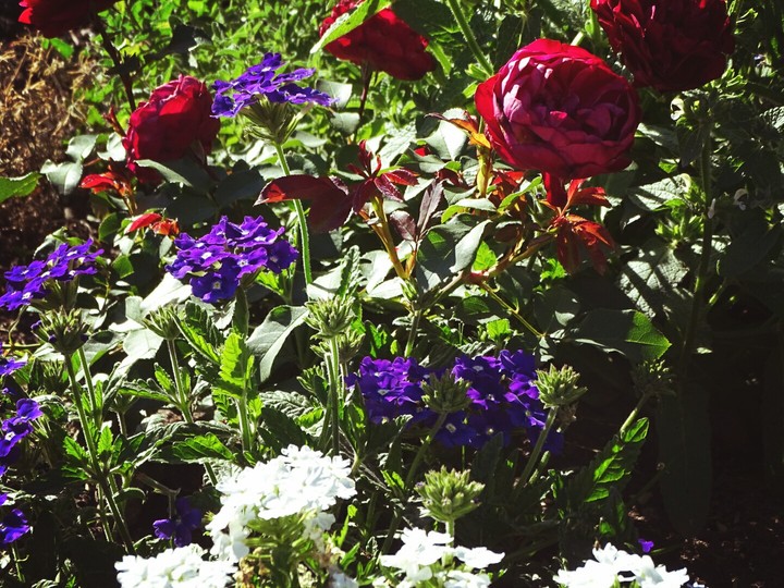Flowers