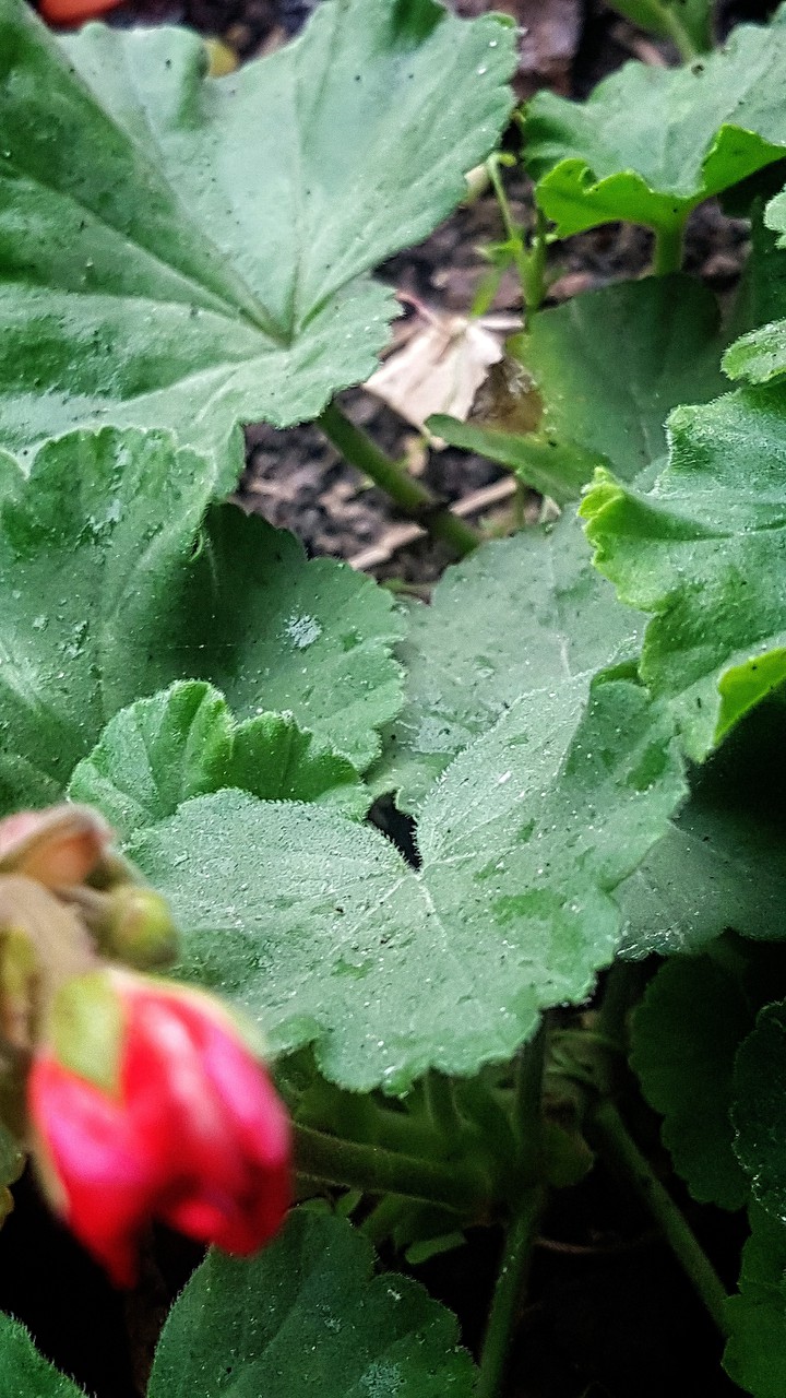 velvet leaves