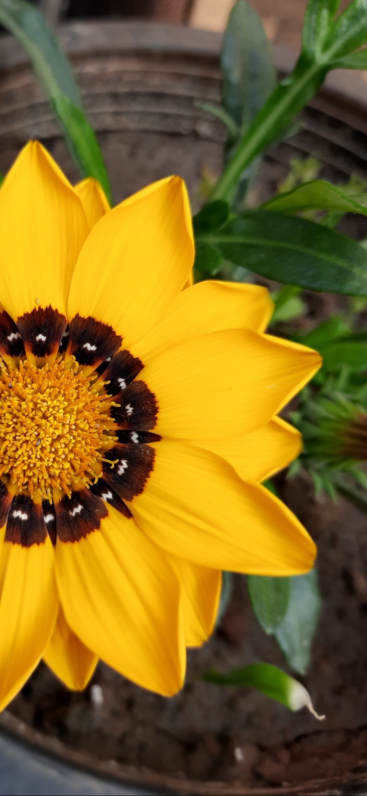 yellow flower