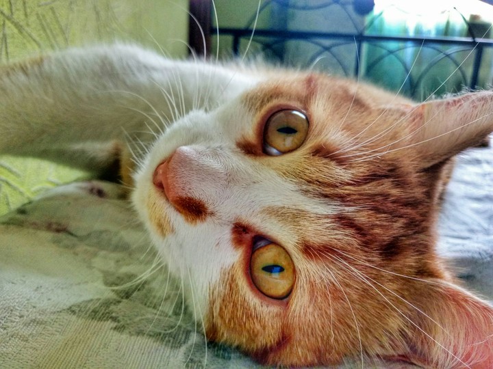 My cat