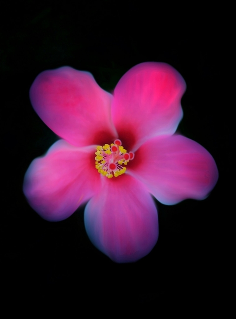 Hibiscus
