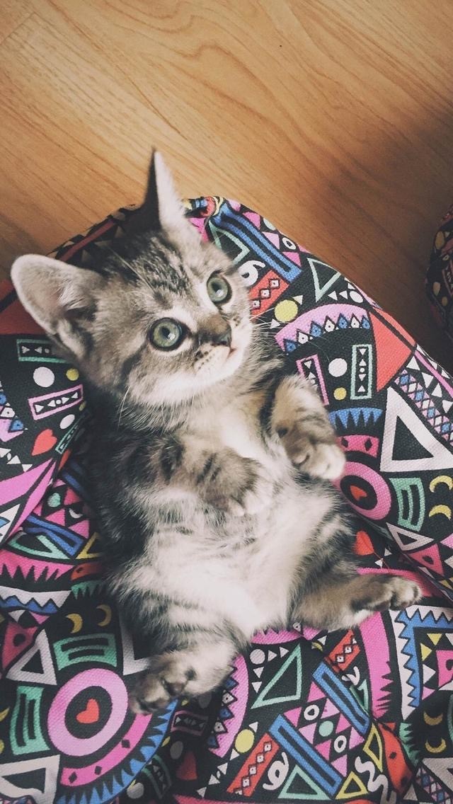 cat lover❤❤