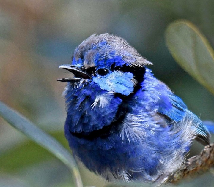 Fairy wren