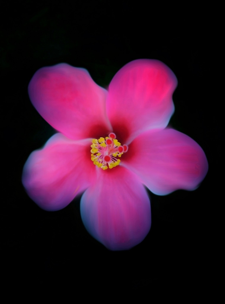Hibiscus