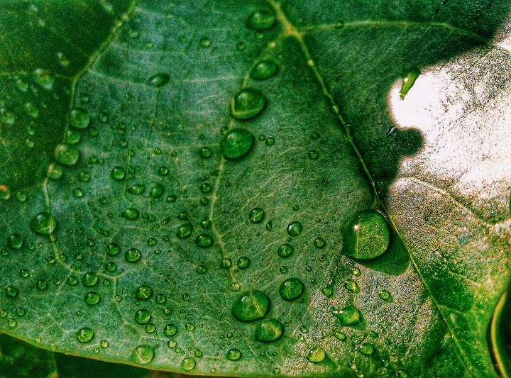Water drops on the leaves