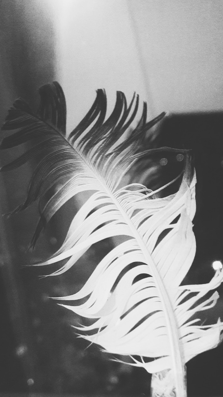 lost feather