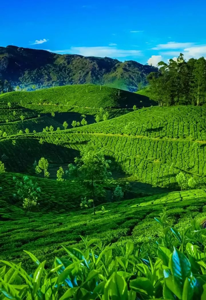 Nature of Green