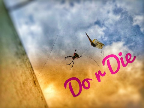 do r die