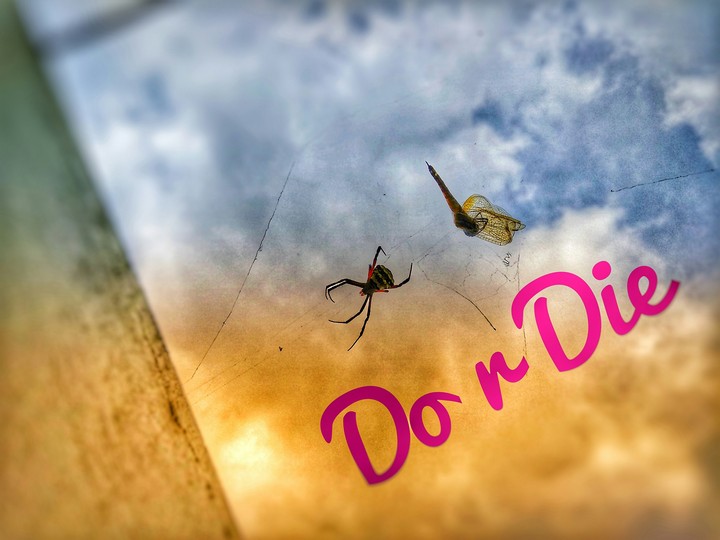 do r die