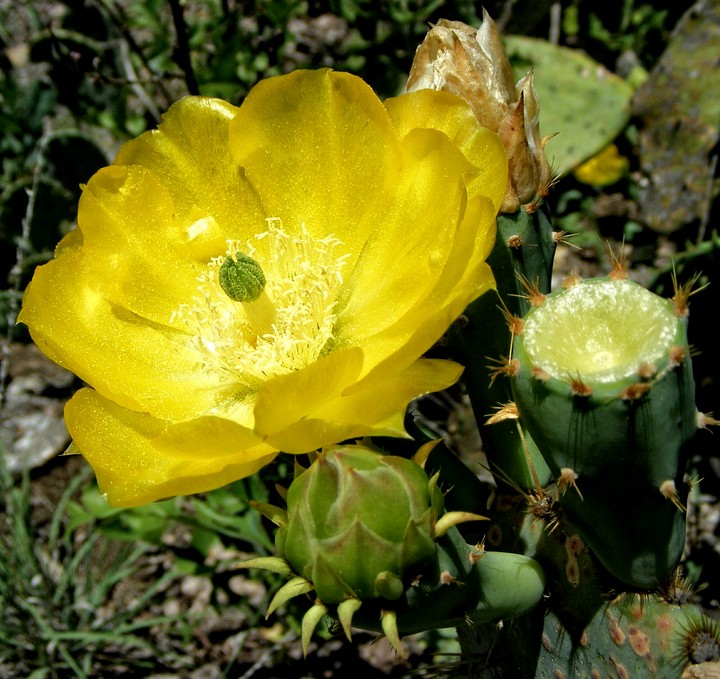 yellow cactus bloom