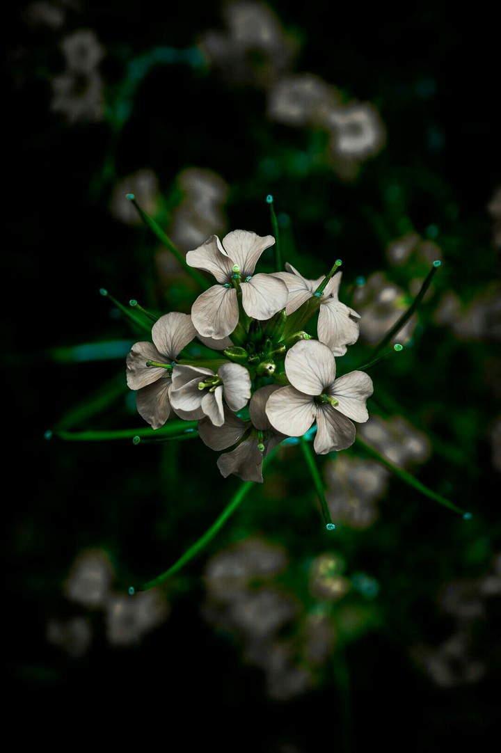 white flowers