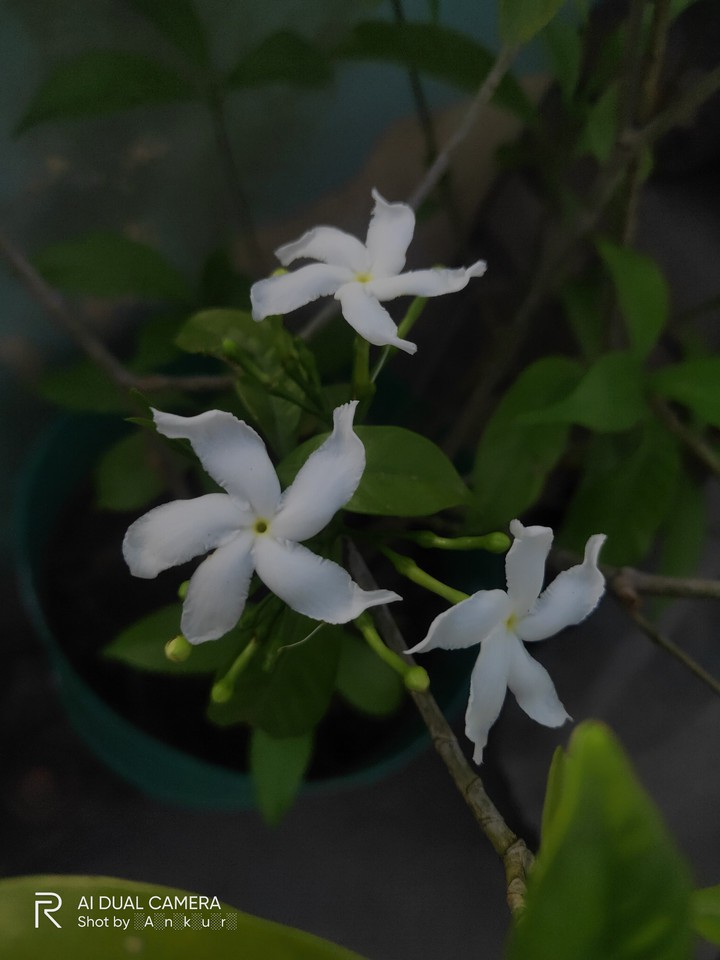 white flowers