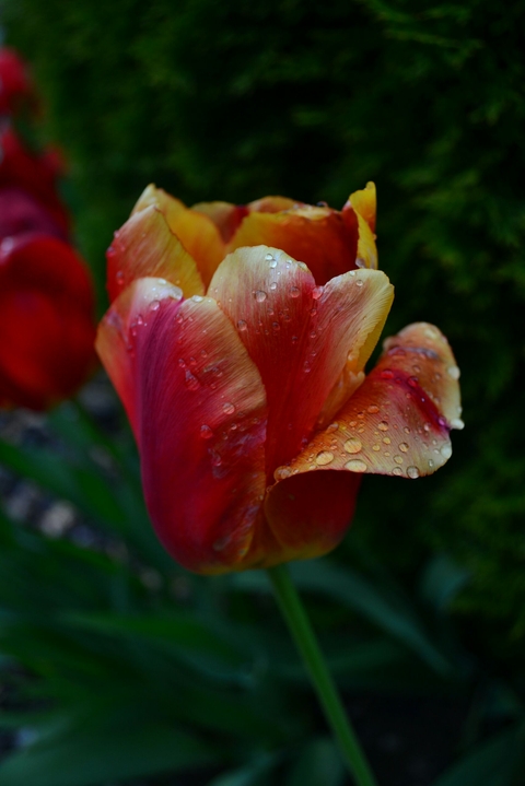 tulip