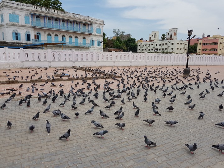 Pigeons