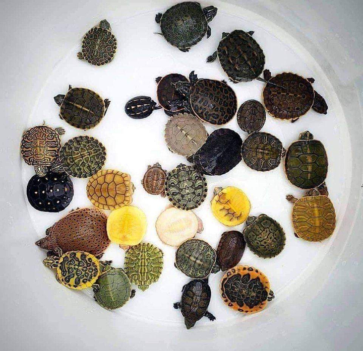 Turtles