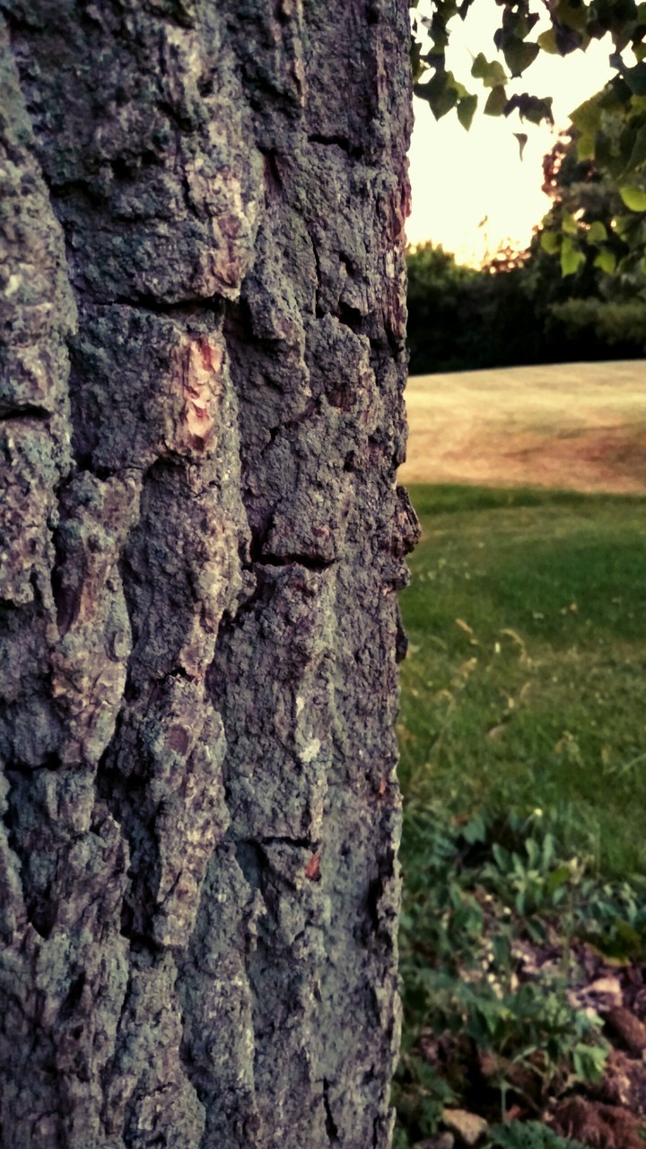 Upclose and Personal with a Tree