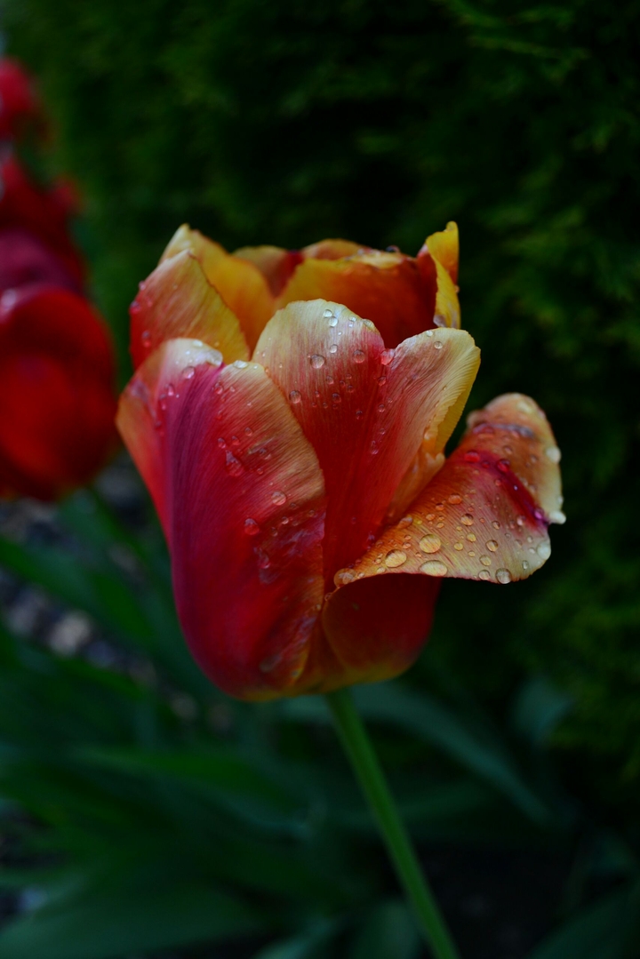 tulip