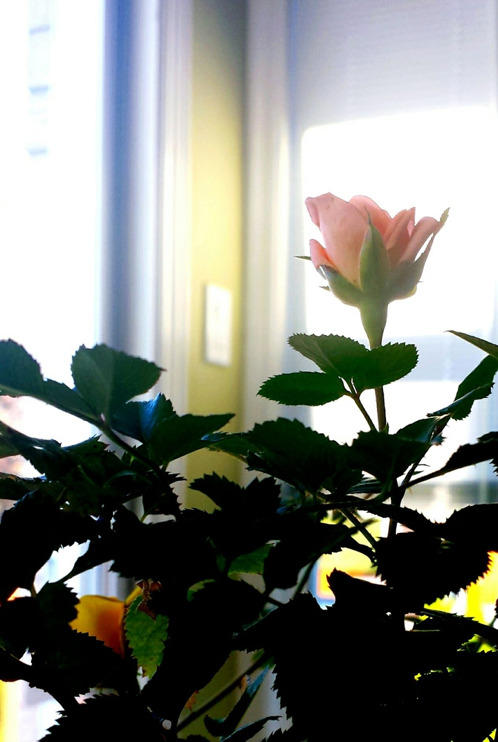 Soft Rose
