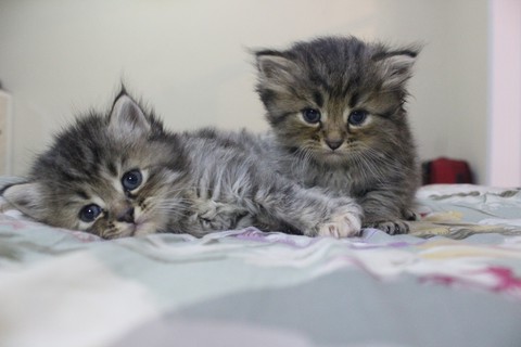 Rio & Oreo