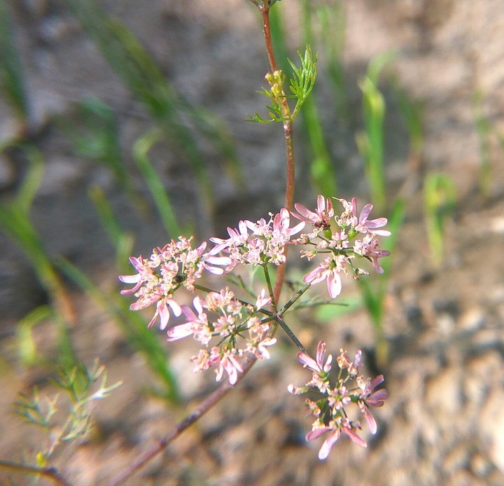 flower look