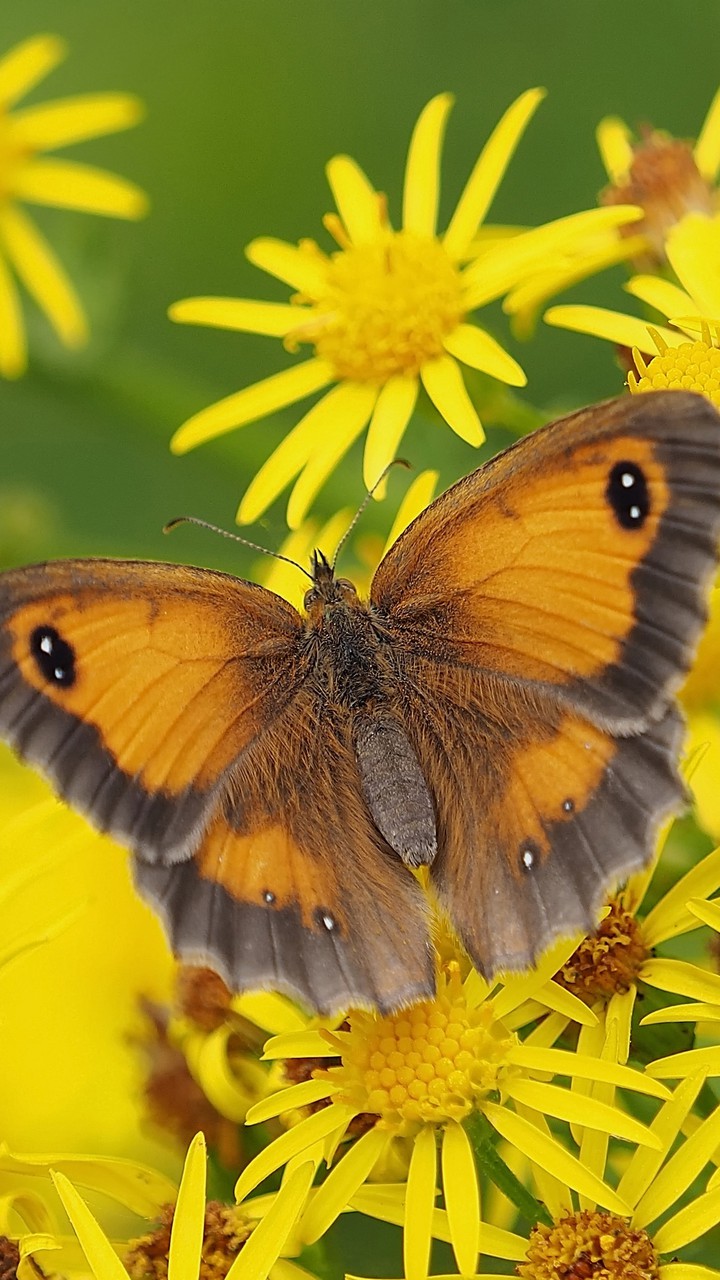 mariposa