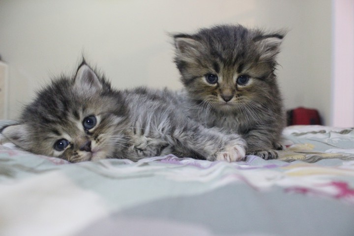 Rio & Oreo