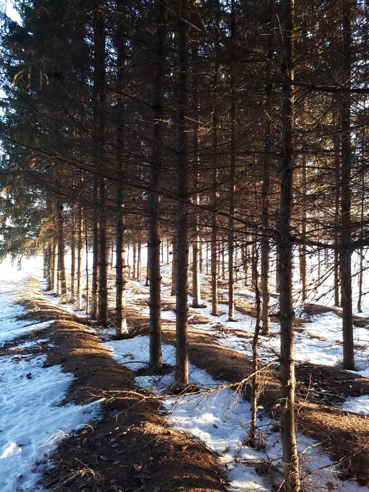 Природа. Тишина