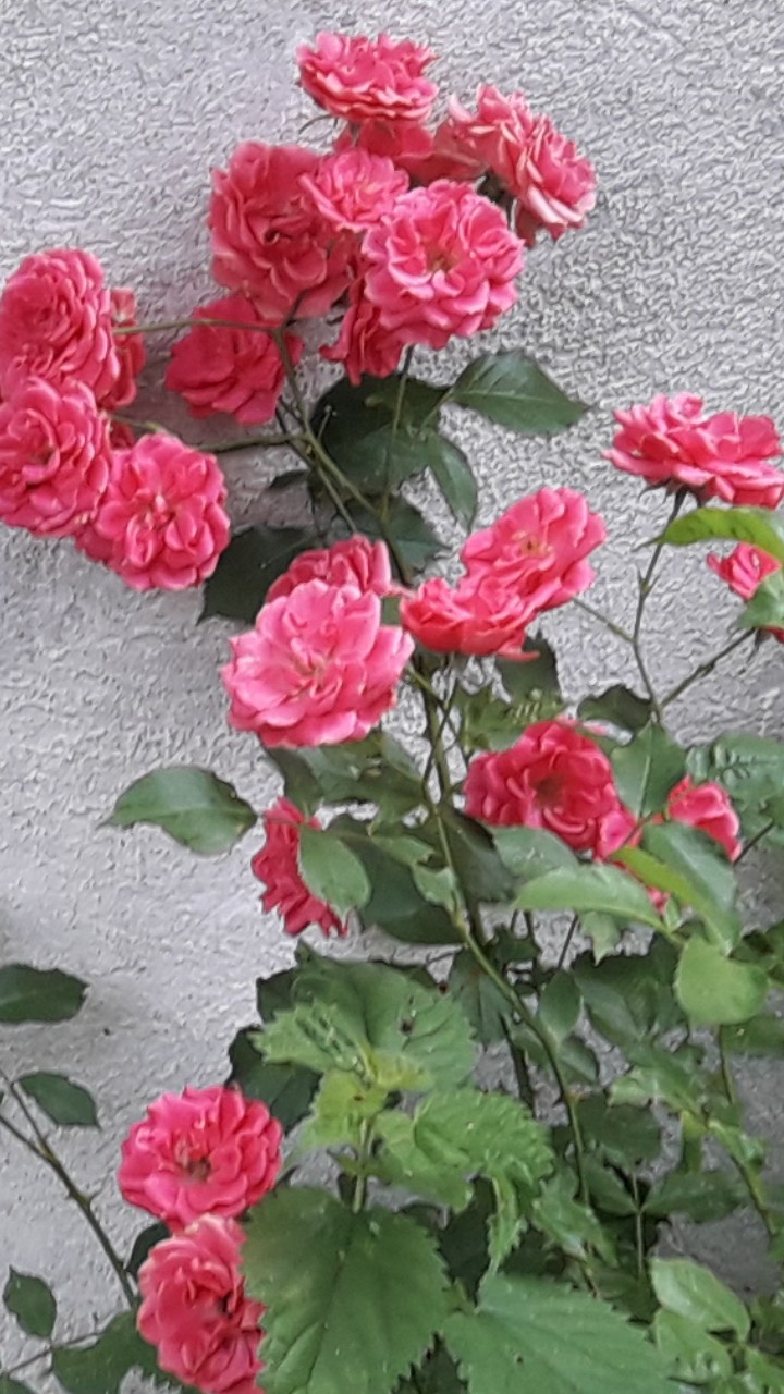 Garden 6