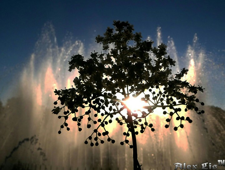The sun