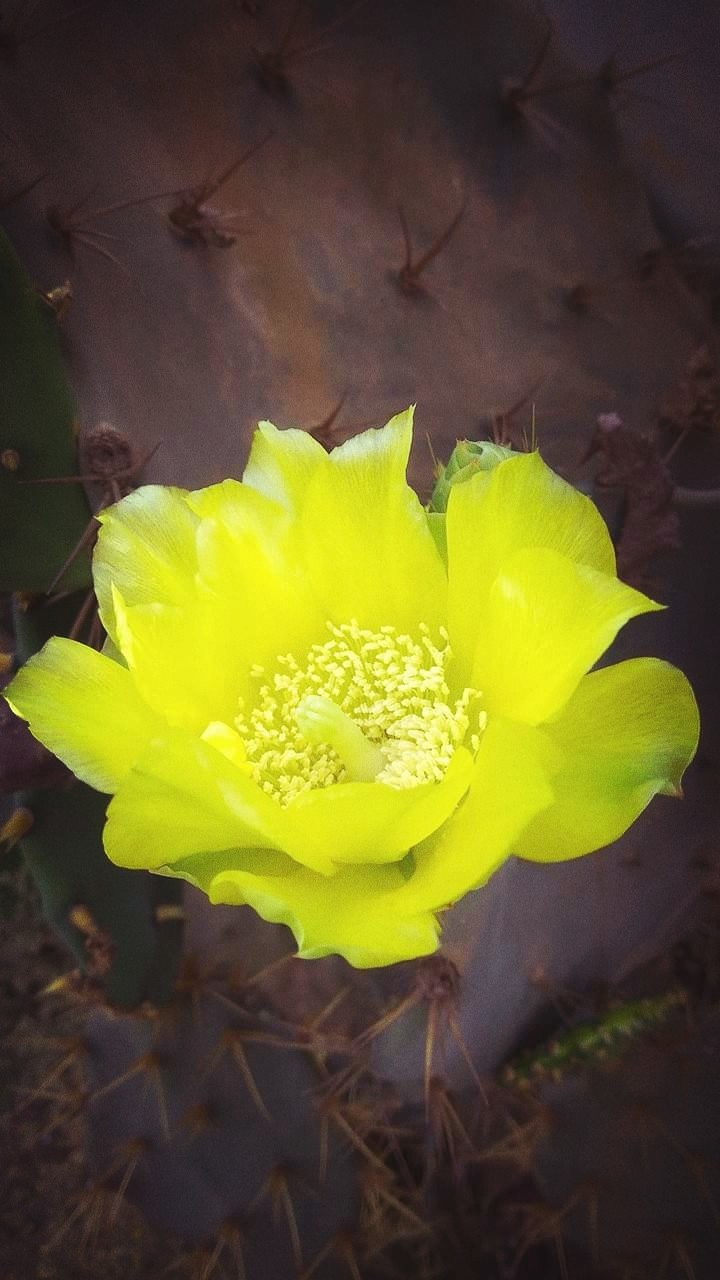yellow Beauty