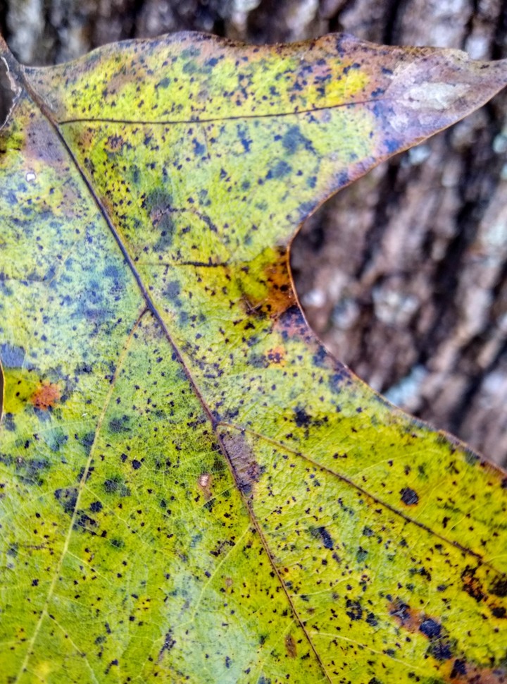 Oak leaf changing colors