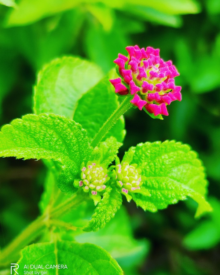 Beautyfull flower