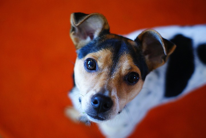 dog