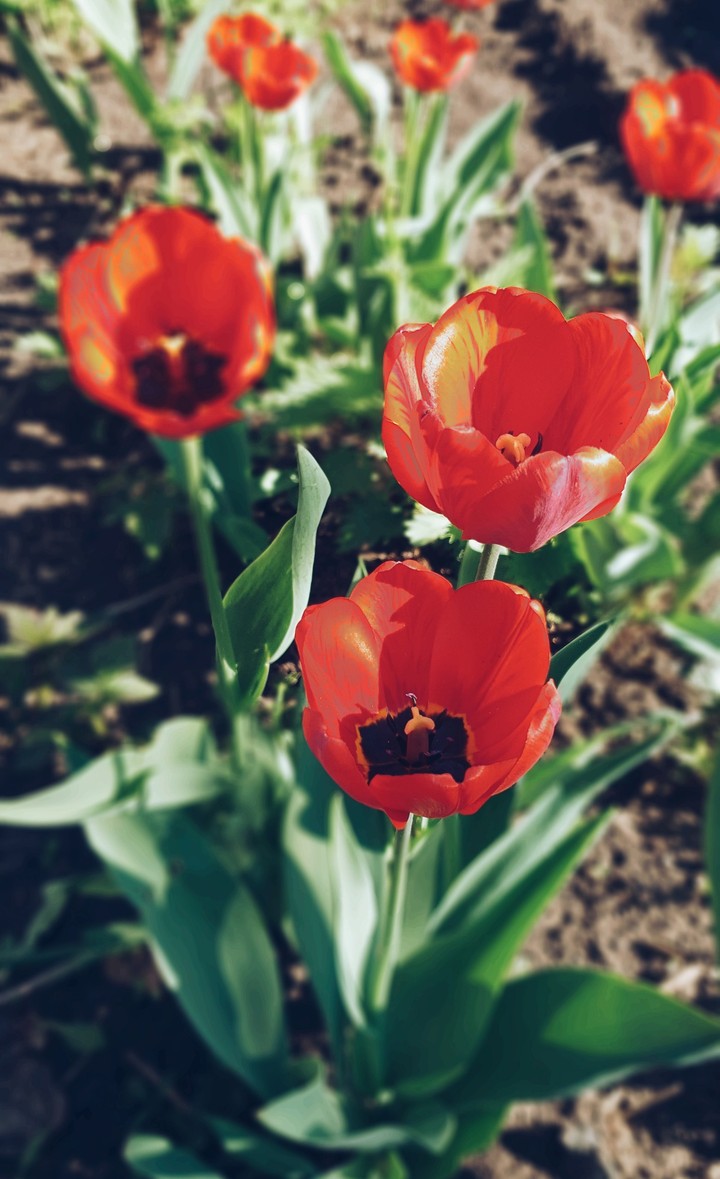 red