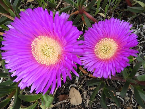 обои flower, magenta