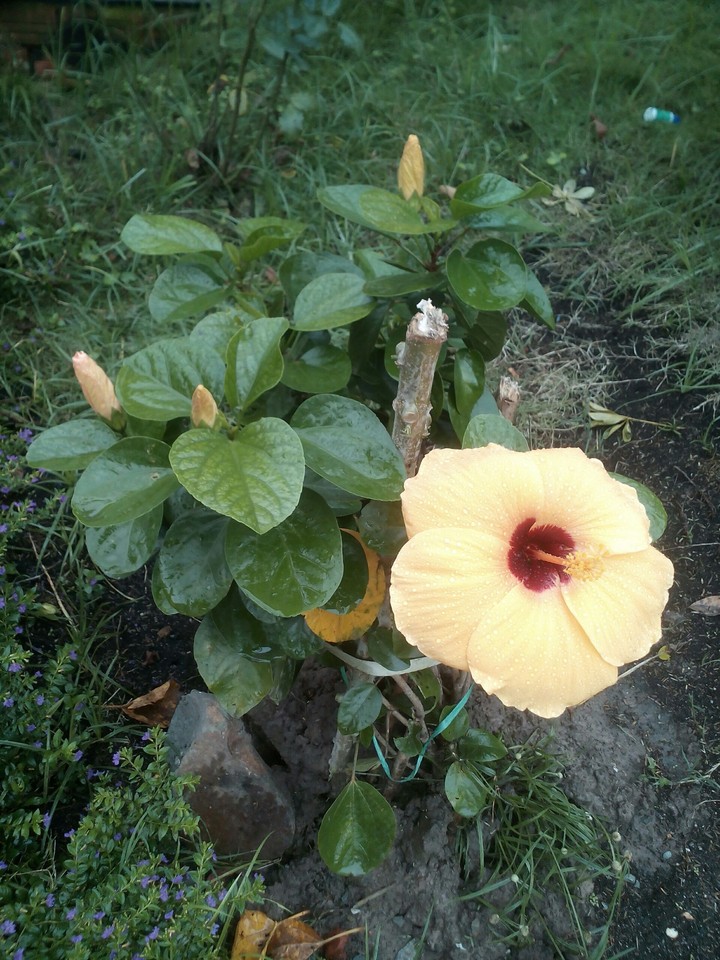 flower, I love it