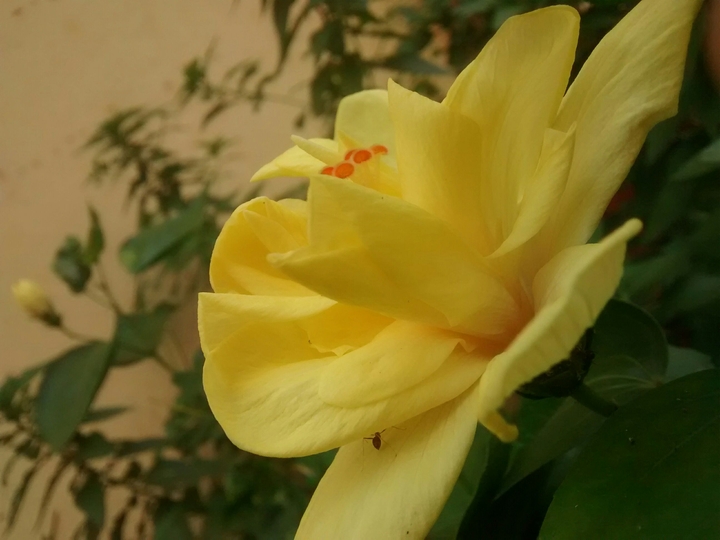 hibiscus